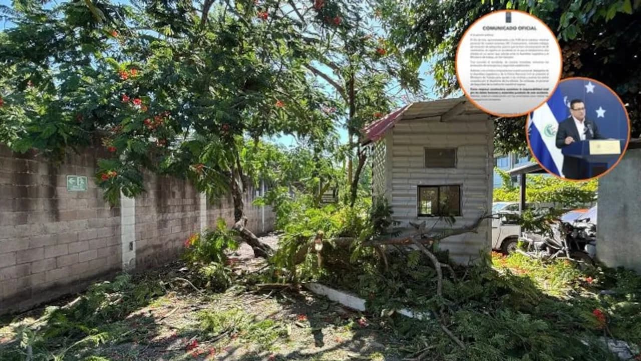 Caseta metálica y cerco perimetral afectados por ramas y árboles caídos tras excavaciones en San Salvador
