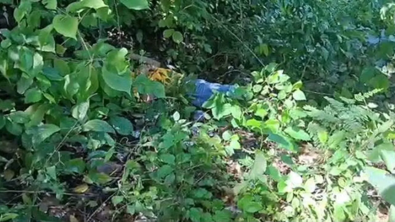 Cuerpo tendido entre malezas y vegetación espesa en el suelo tras una caída desde un árbol en una zona rural