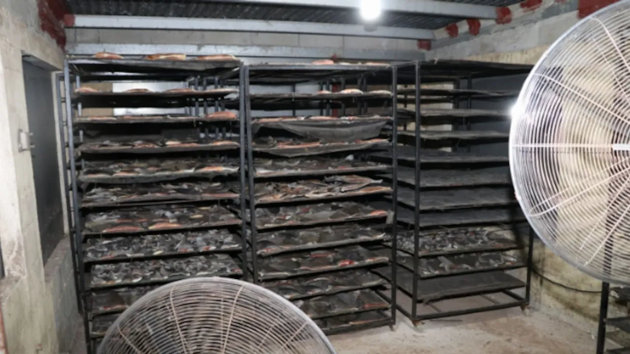 Estantes metálicos con bandejas repletas de restos marinos secándose en un depósito con ventiladores industriales.