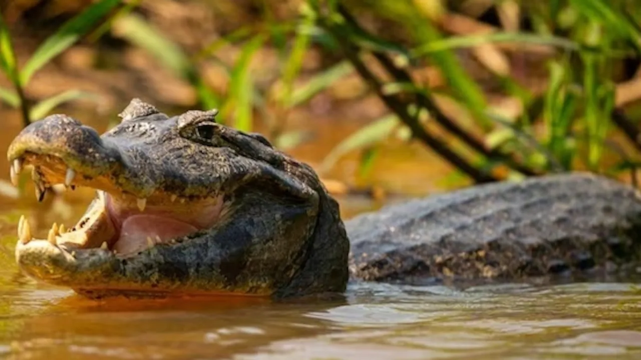 Cocodrilo con la boca abierta mostrando sus dientes mientras nada en aguas pantanosas cerca de la vegetación