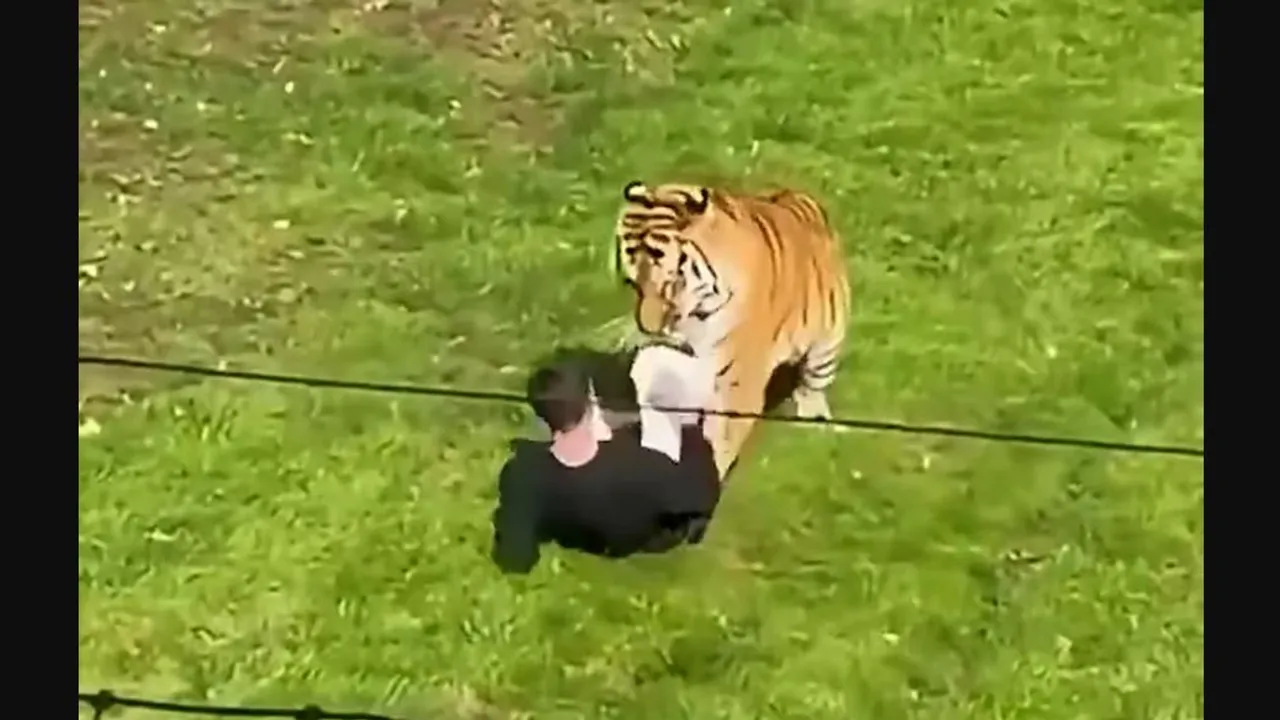 Un tigre de pie sobre el césped frente a un hombre tendido en el suelo dentro de un recinto.