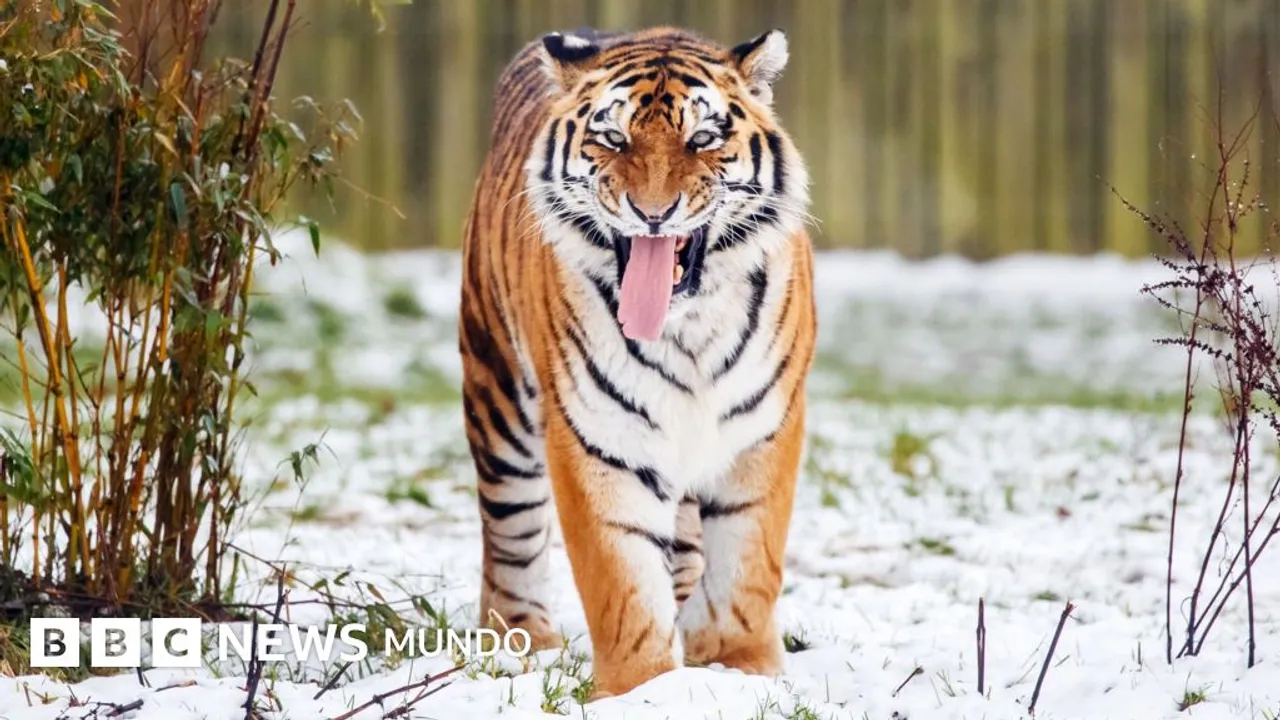Un tigre siberiano camina de frente sobre la nieve en un entorno al aire libre con la boca abierta mostrando la lengua