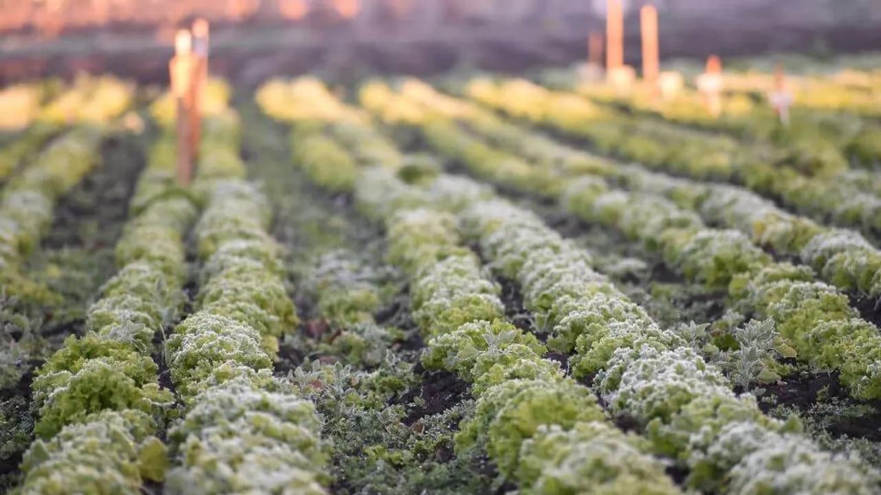 Hileras de hortalizas cultivadas en el campo bajo la tenue luz matinal en un terreno agrícola despejado.