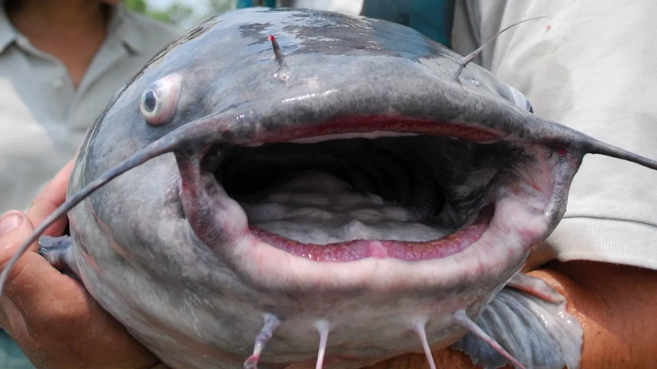 Primer plano de la boca abierta de un gran bagre azul con bigotes sostenido por pescadores