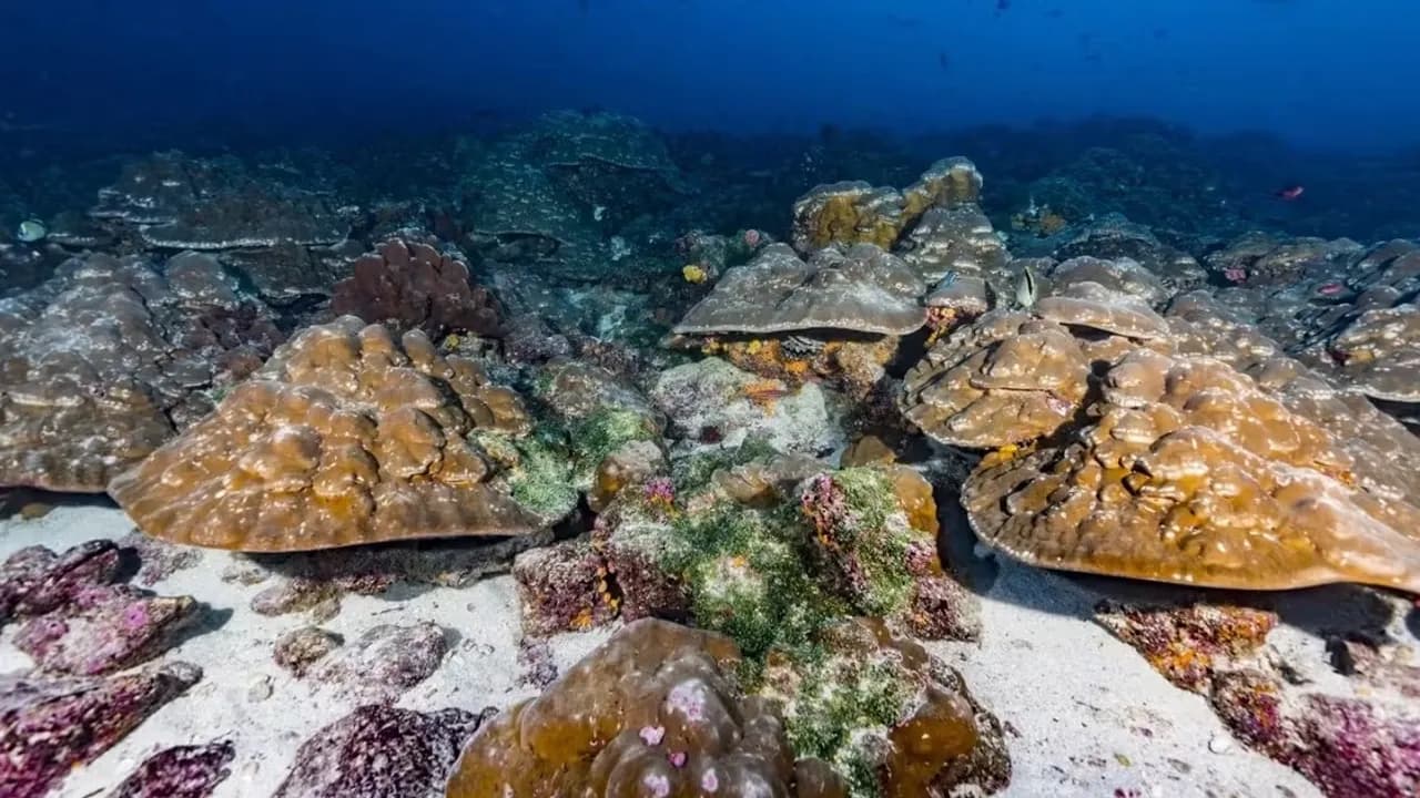 Arrecife de coral y formaciones rocosas marinas sumergidas en aguas claras del archipiélago de Galápagos