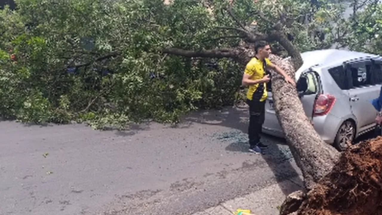 Árbol de gran porte caído sobre el techo de un automóvil plateado en plena calle mientras un joven observa los daños.