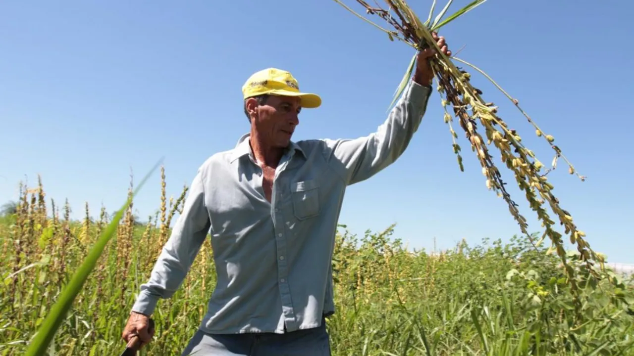 Un agricultor con gorra amarilla sostiene ramas cosechadas de sésamo en una parcela agrícola a plena luz del día.