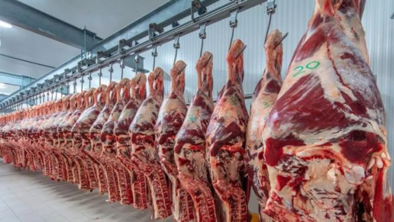 Medias reses de carne vacuna colgadas de ganchos en una cámara frigorífica industrial.