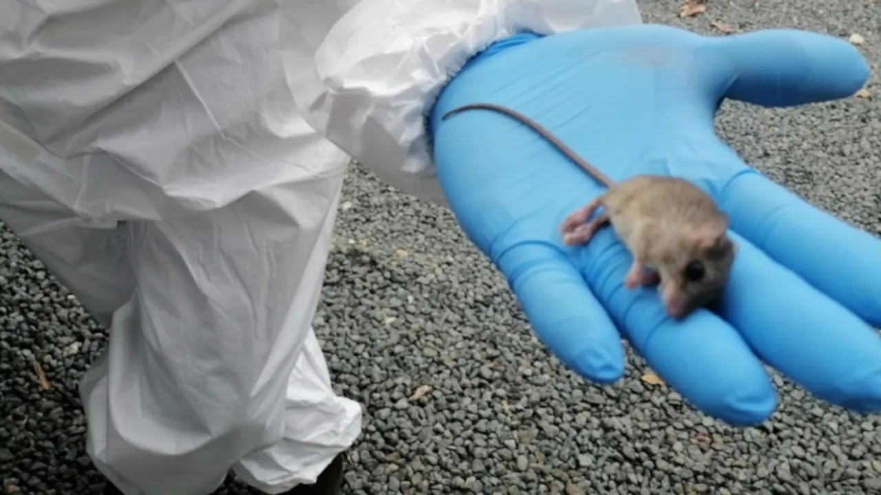 Mano con guante quirúrgico azul sostiene a un pequeño roedor silvestre sobre un traje blanco de bioseguridad.
