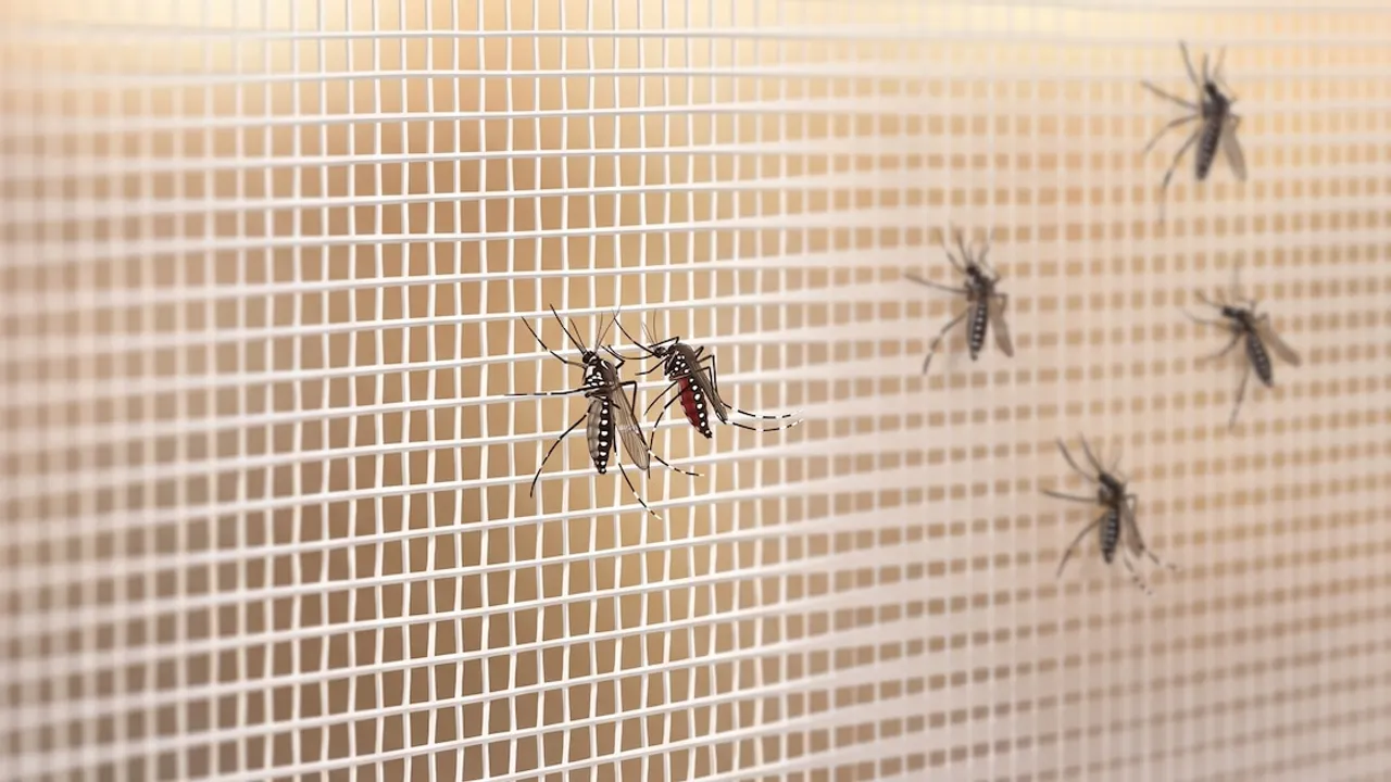 Varios mosquitos de la especie Aedes aegypti posados sobre una malla metálica blanca.