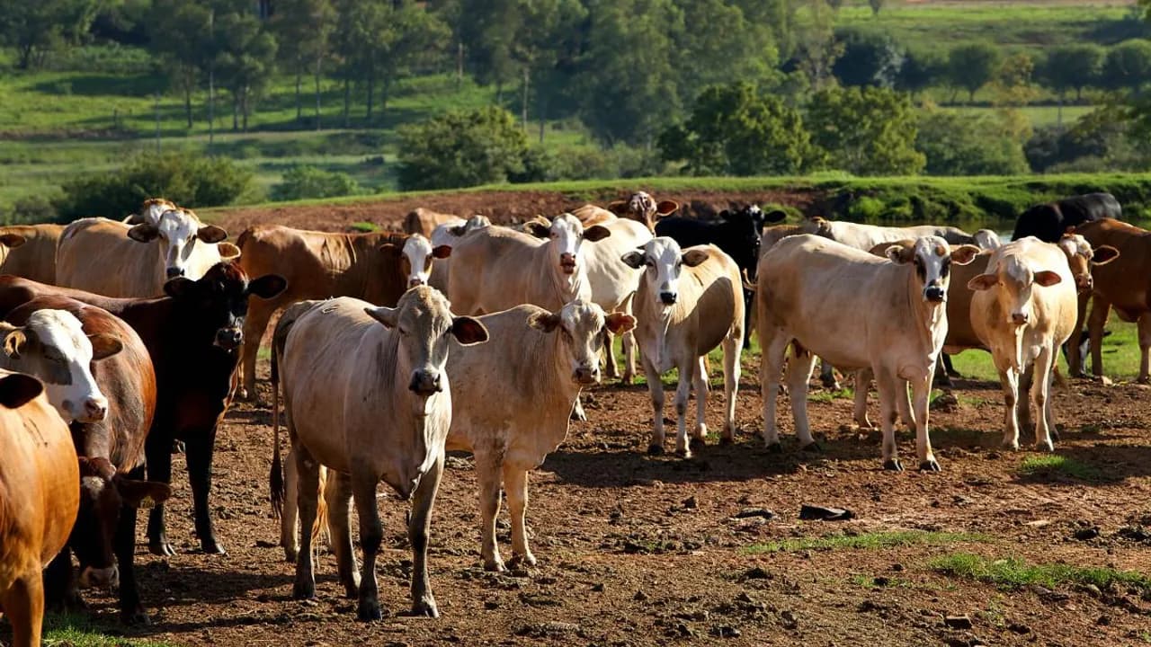 Grupo de ganado bovino de diversas razas agrupado en un corral de tierra en una estancia paraguaya