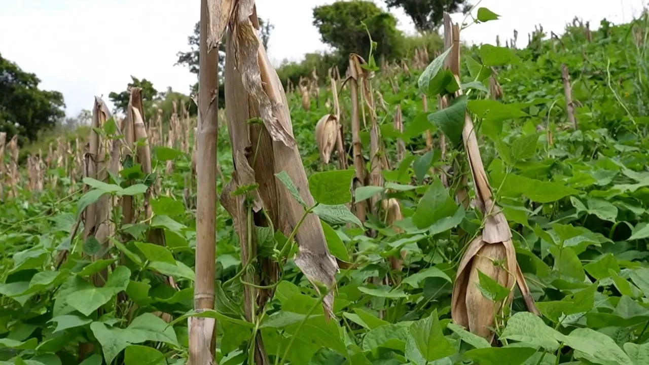 Plantación de frijol trepando sobre tallos secos de maíz en una ladera agrícola rural.