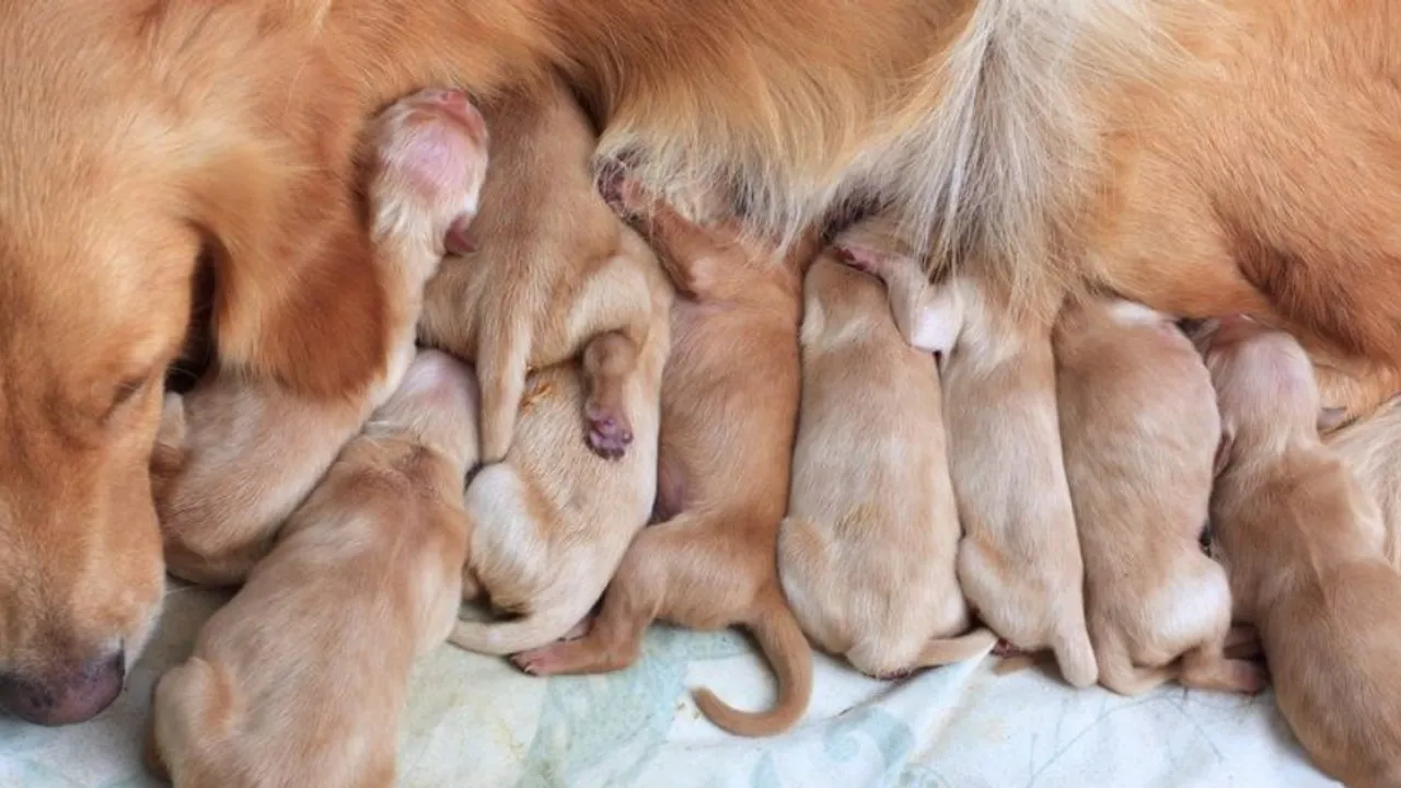 Perra de pelaje dorado acostada de costado mientras amamanta a varios cachorros recién nacidos
