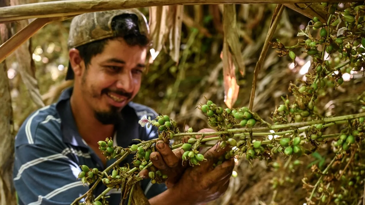 Un agricultor con gorra sonríe mientras revisa cápsulas verdes de cardamomo entre las ramas de un cultivo.