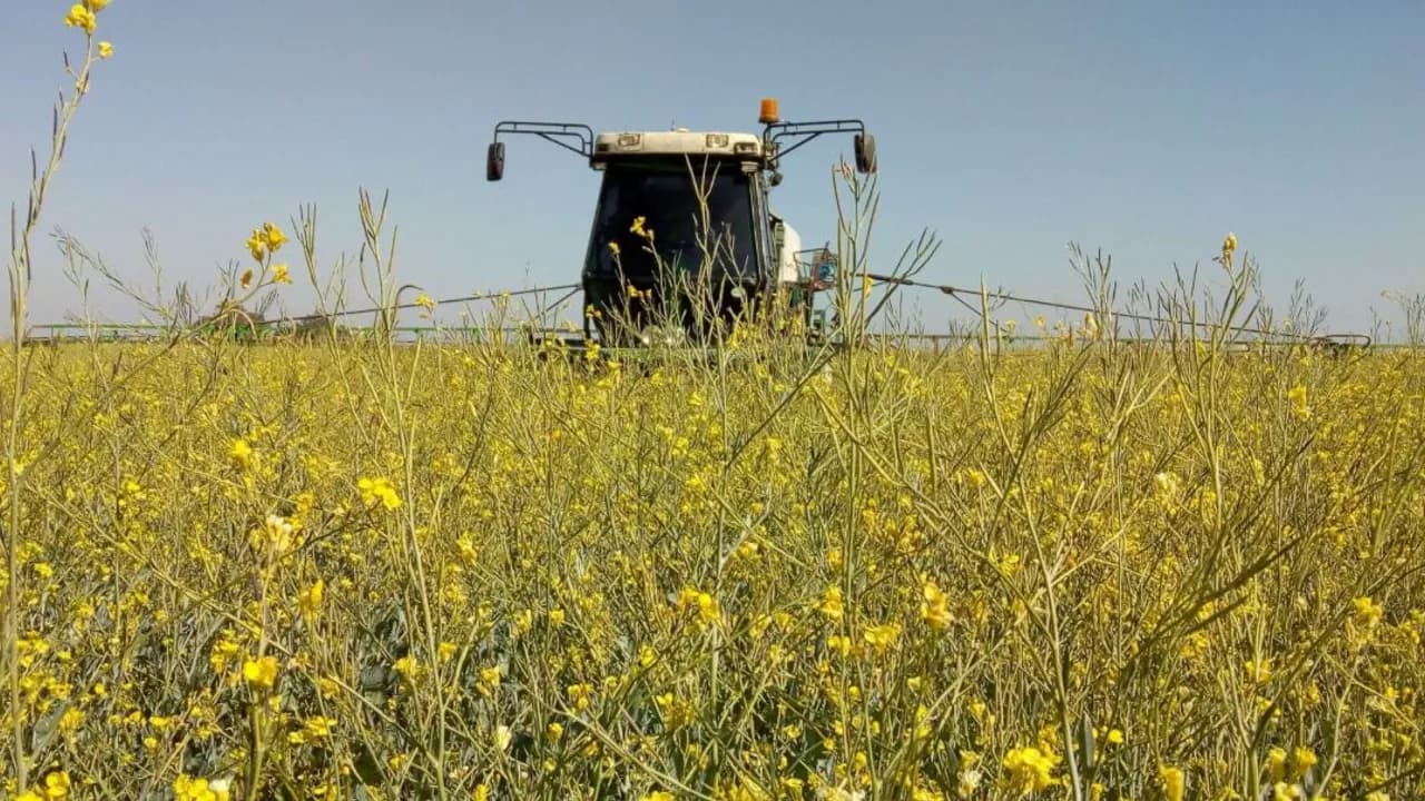 Maquinaria agrícola realizando labores de fumigación en un extenso campo de flores amarillas de carinata bajo el sol.