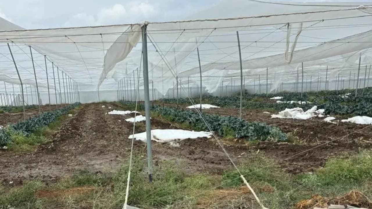 Estructura de invernadero con mallas protectoras rotas sobre hileras de cultivos agrícolas en un campo de tierra.