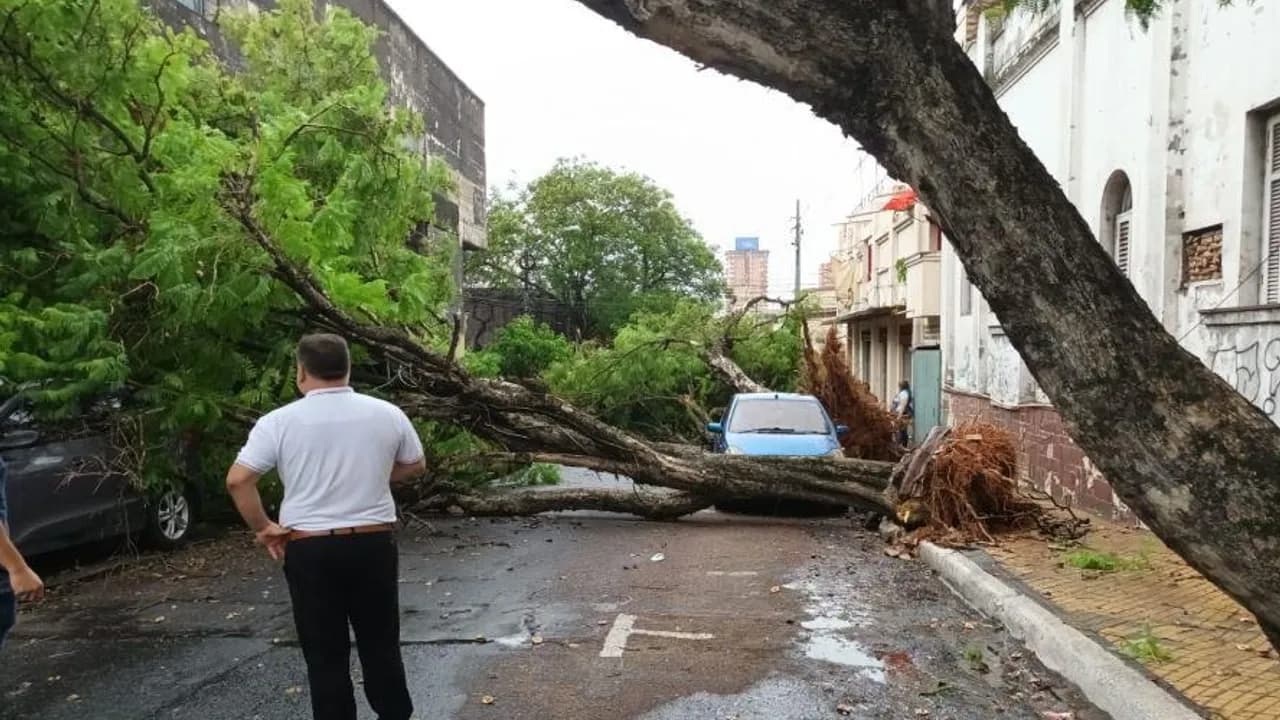 Un árbol de gran tamaño caído bloquea una calle urbana e impacta cerca de un auto azul estacionado.