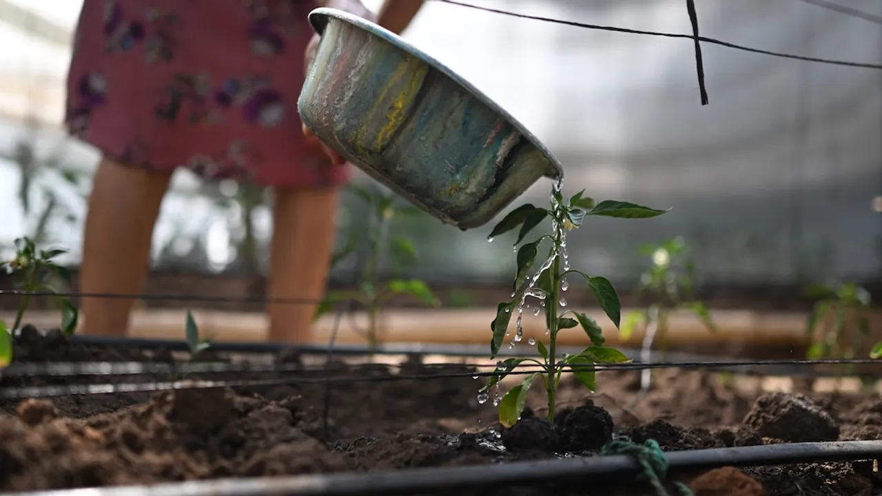Persona regando con un recipiente una pequeña planta verde sembrada en un surco de tierra.