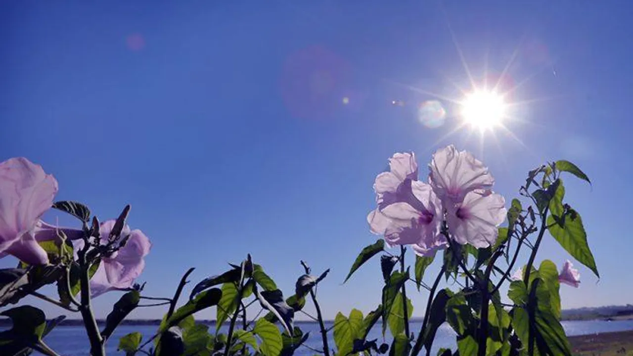 Flores silvestres iluminadas por la luz del sol brillante frente a un lago bajo el cielo despejado.