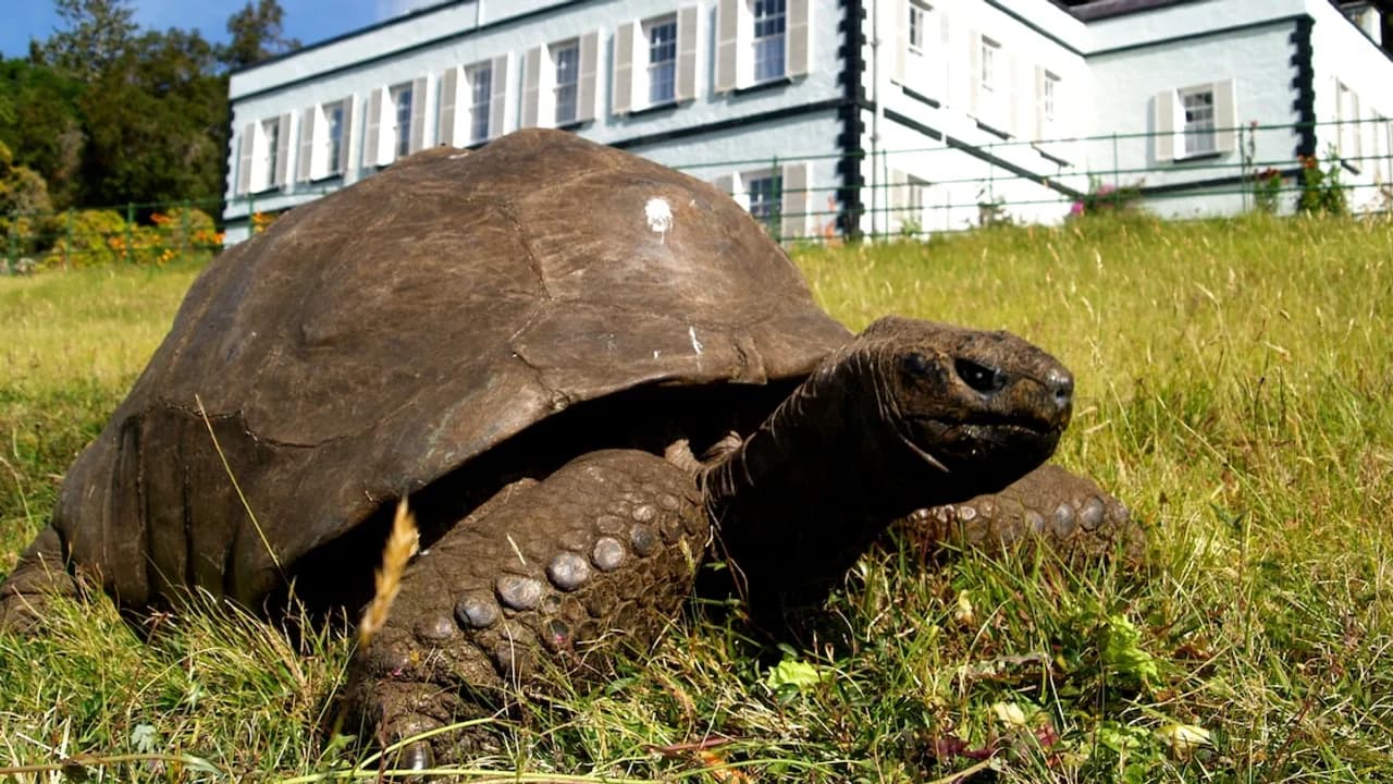Tortuga gigante de pie sobre el césped verde frente a una casa blanca de estilo colonial con ventanas amplias.