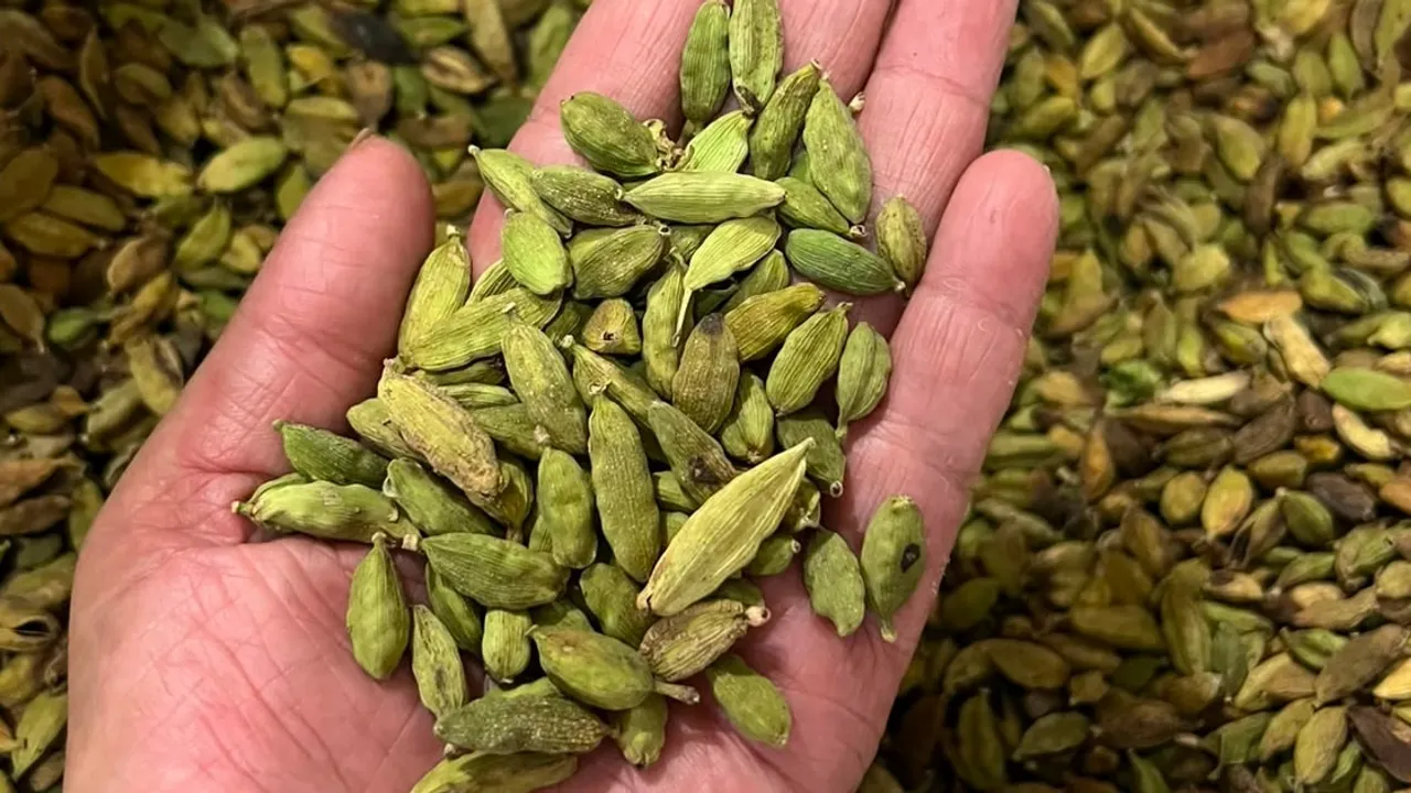 Manos abiertas sostienen un puñado de vainas verdes de cardamomo sobre un lote cosechado de la especia aromática.
