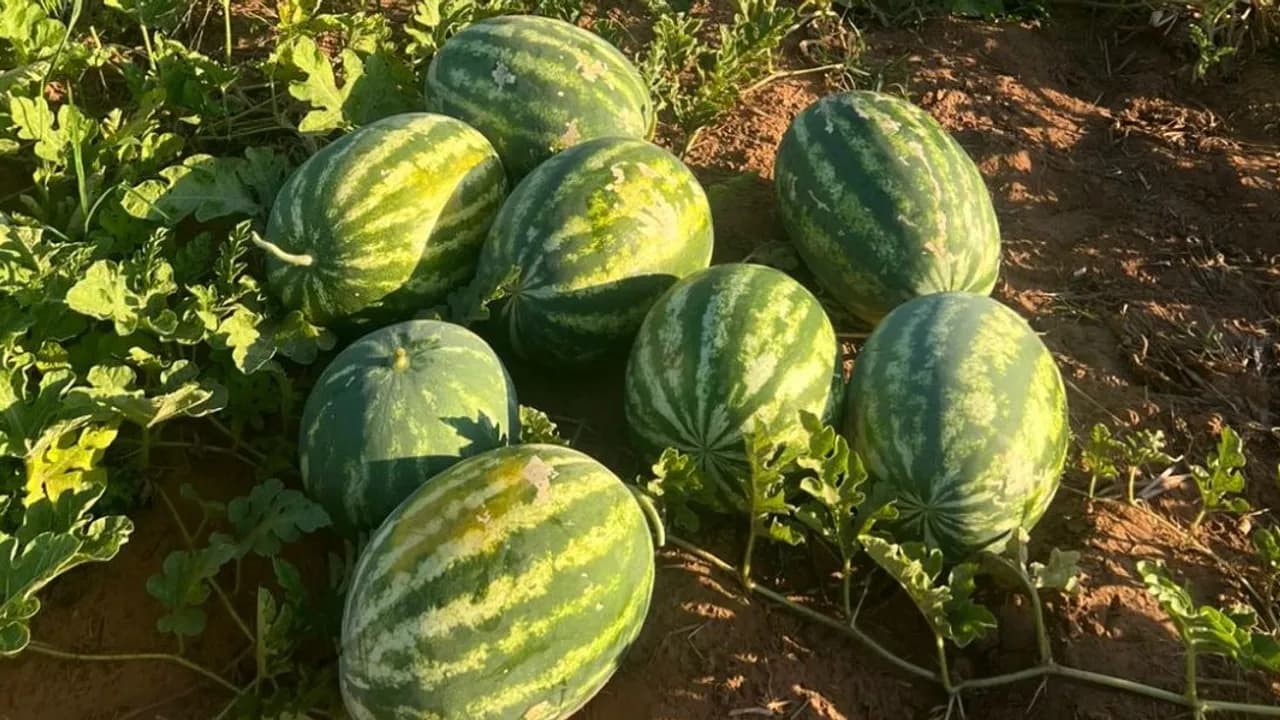 Varias sandías verdes de gran tamaño reposan sobre la tierra seca y sus hojas en un campo de cultivo.
