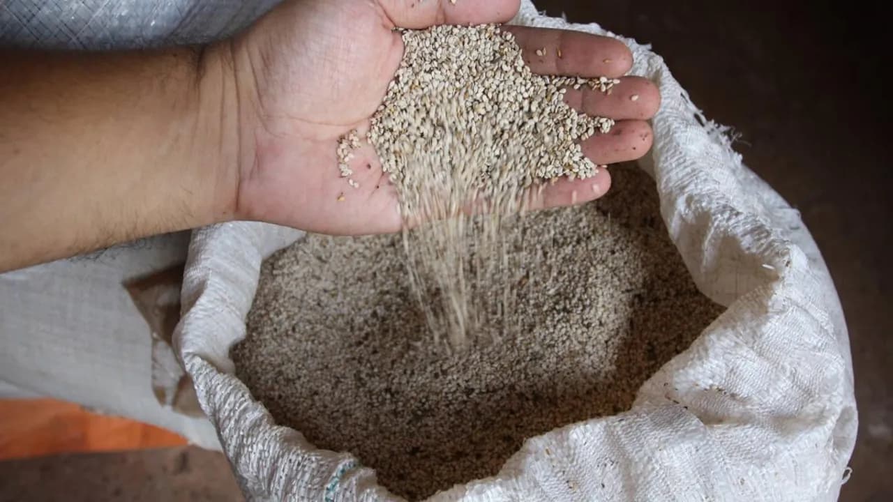 Mano que sostiene y deja caer semillas de sésamo blanco sobre una bolsa abierta de acopio agrícola.