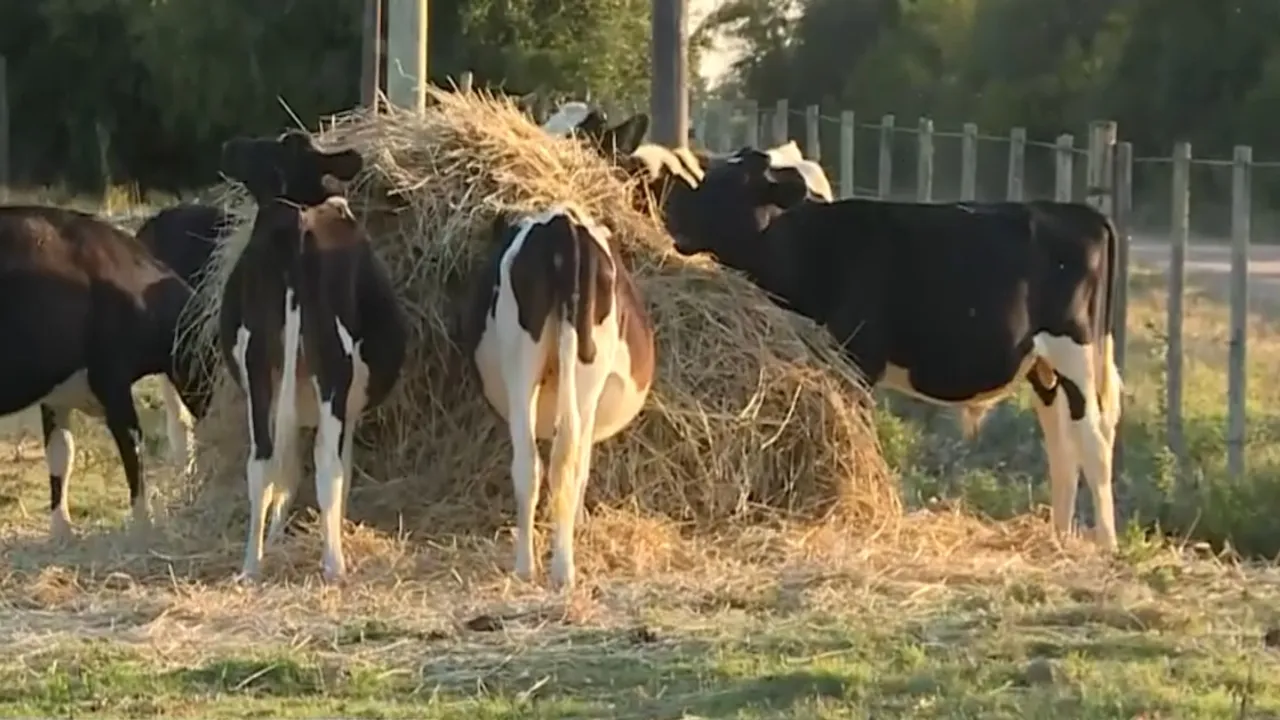 Vacas lecheras alimentándose de un fardo de heno seco junto a un cerco de alambre en un campo.
