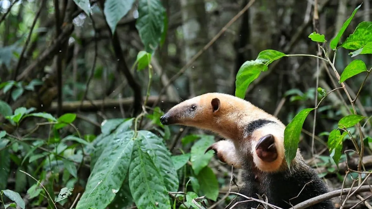 Un oso melero o tamandúa trepado entre ramas en un área boscosa con vegetación nativa densa.