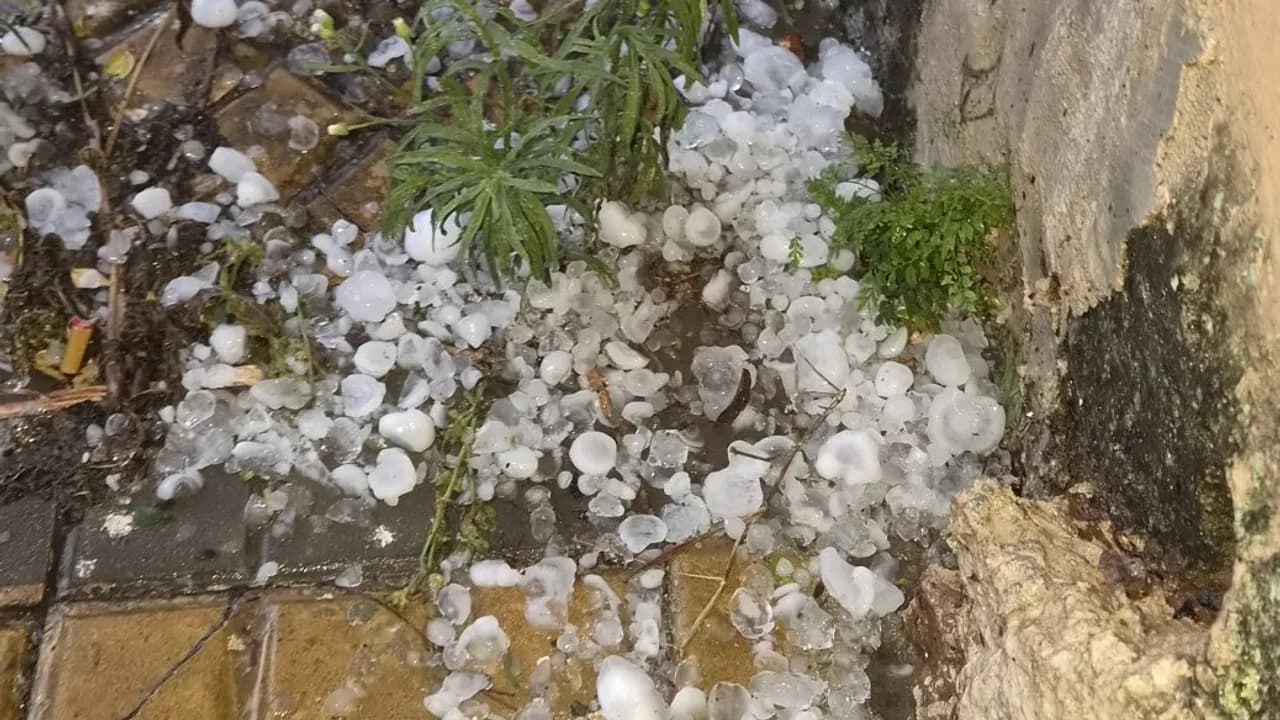 Granizos acumulados en el suelo y entre plantas junto a una pared tras un fuerte temporal