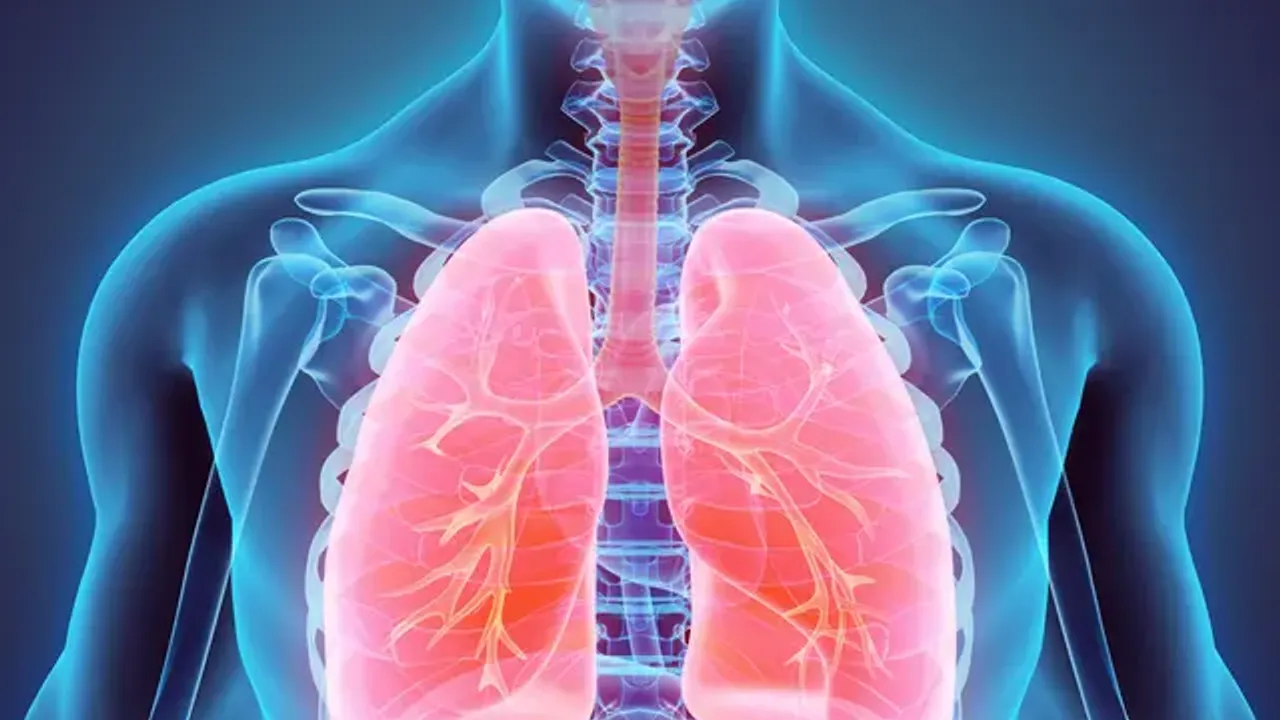 Ilustración anatómica en tonos transparentes y rojizos que muestra los pulmones y vías respiratorias en el tórax humano.