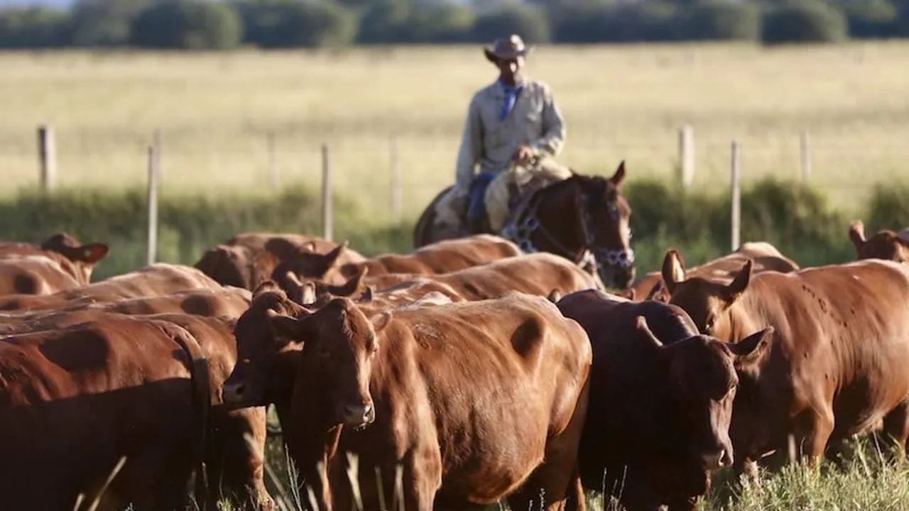 Un jinete a caballo arreando un lote de vacas marrones en un campo de pasturas bajo la luz diurna.