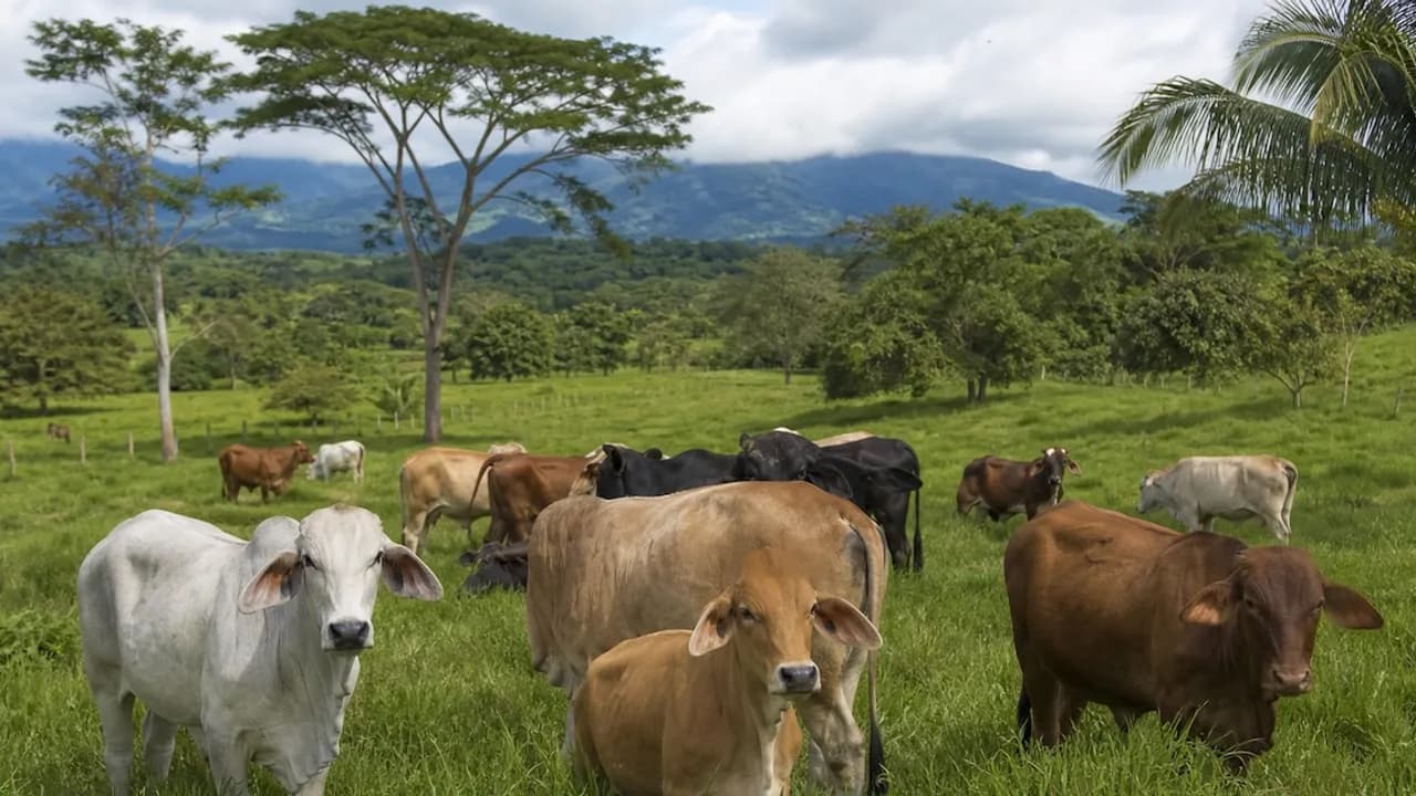 Grupo de vacas y terneros de distintas razas pastando sobre un campo verde rodeado de árboles y colinas.