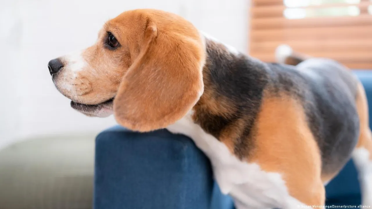 Perro de raza beagle descansando sobre el respaldo de un sillón azul mientras mira fijamente hacia adelante.