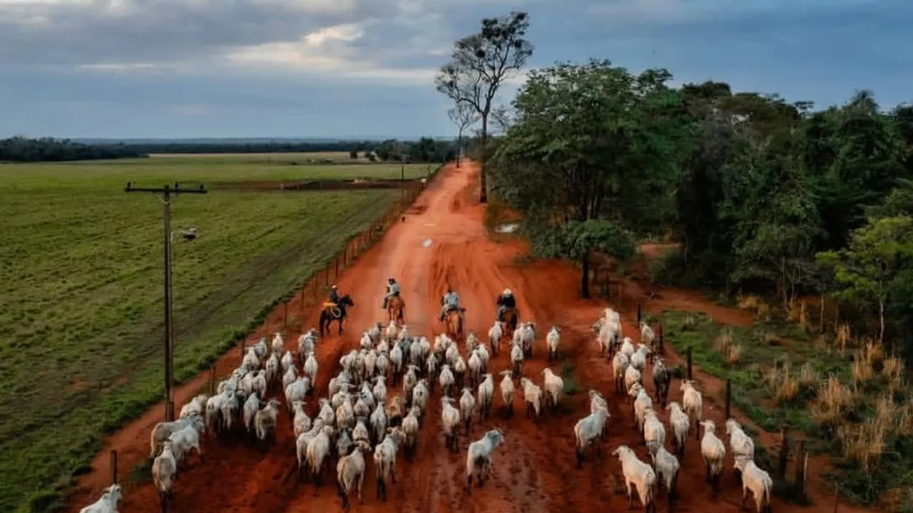 Jinetes a caballo guían a un rebaño de ganado vacuno por un camino de tierra roja flanqueado por campos verdes.