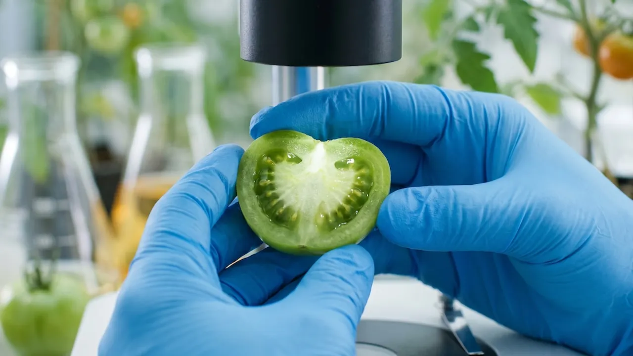 Manos con guantes azules sostienen medio tomate verde bajo la lente de un microscopio de laboratorio.