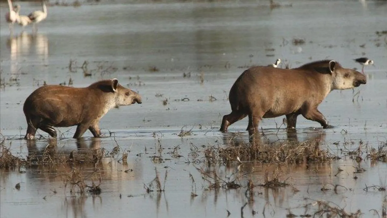 Dos tapires caminan sobre las aguas bajas de un humedal chaqueño en un área silvestre protegida.
