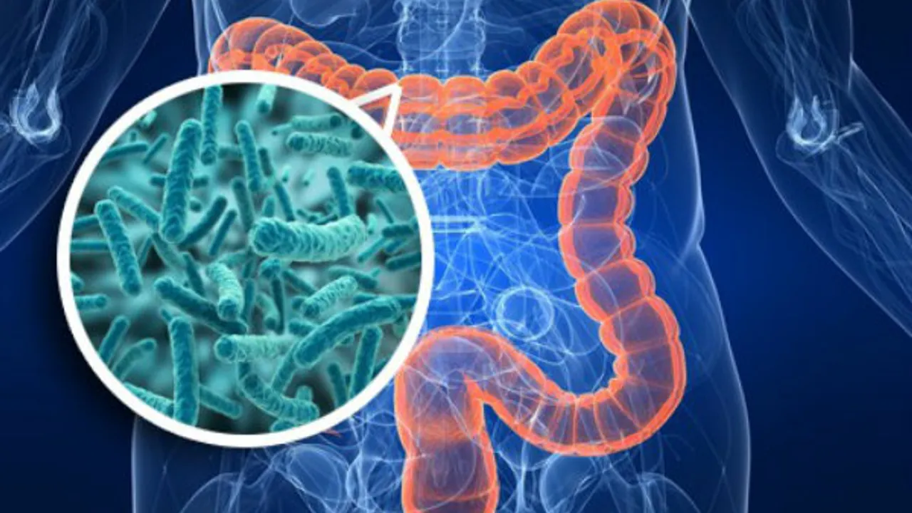 Ilustración médica de un torso humano que resalta el sistema digestivo y un detalle ampliado de bacterias.