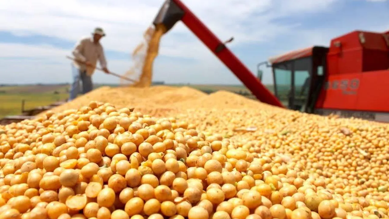 Granos de soja cosechados acumulados mientras una máquina agrícola descarga más granos al fondo.