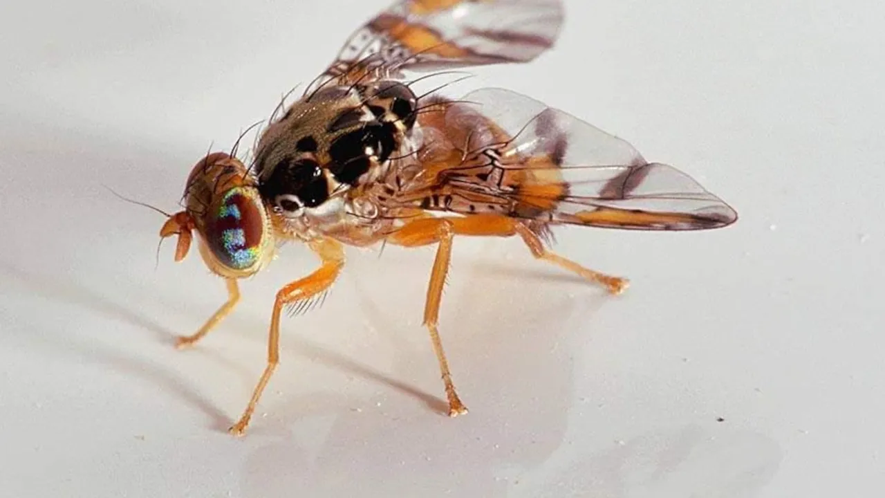 Primer plano de una mosca de la fruta con alas estampadas y grandes ojos sobre una superficie blanca clara.