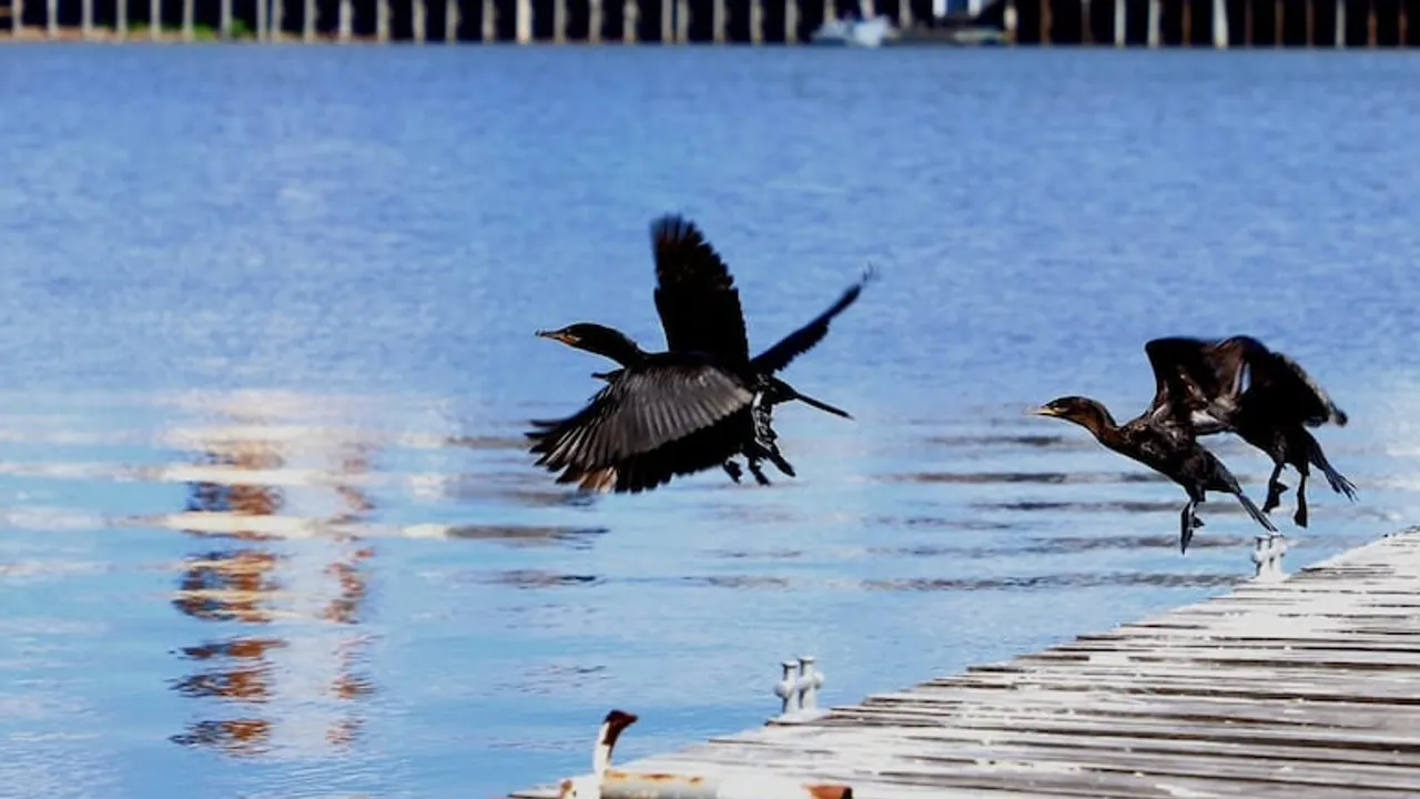 Tres aves acuáticas de plumaje negro alzan el vuelo desde la baranda de un muelle sobre aguas azules.