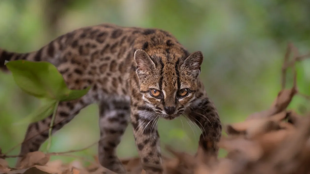 Felino silvestre pequeño con pelaje manchado y ojos claros caminando sigilosamente entre hojas secas de un bosque.
