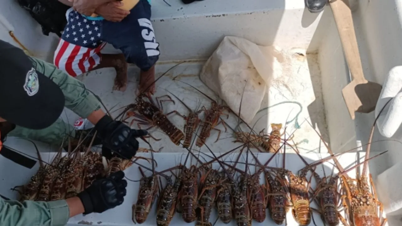 Agentes inspeccionan langostas y especies marinas decomisadas en el interior de una embarcación blanca