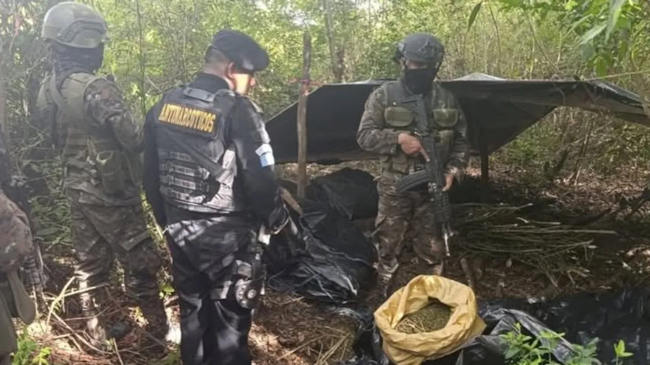 Agentes antinarcóticos armados inspeccionan un campamento con una bolsa llena de marihuana en una zona boscosa.