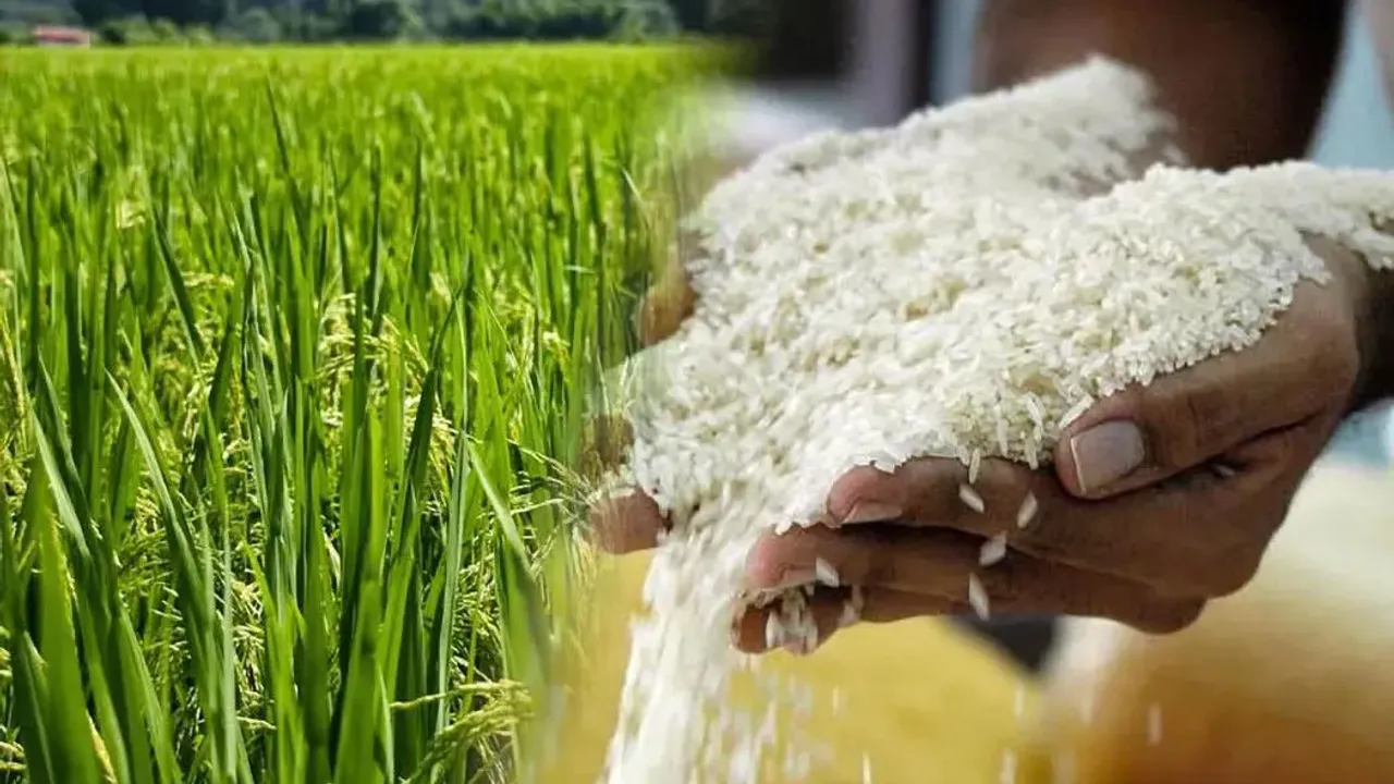 Manos sosteniendo granos de arroz blanco procesado junto a un cultivo verde en pleno campo