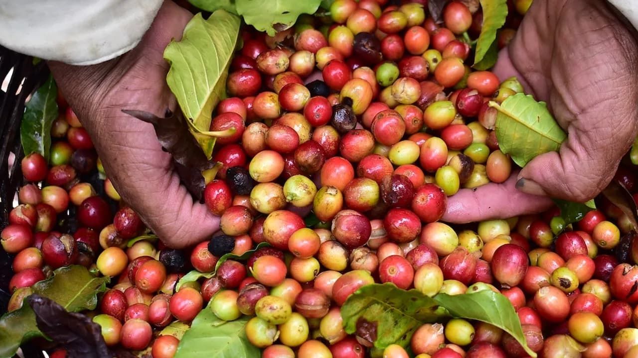 Manos de agricultor sosteniendo granos de café cosechados en tonalidades rojas y amarillas entre hojas verdes.