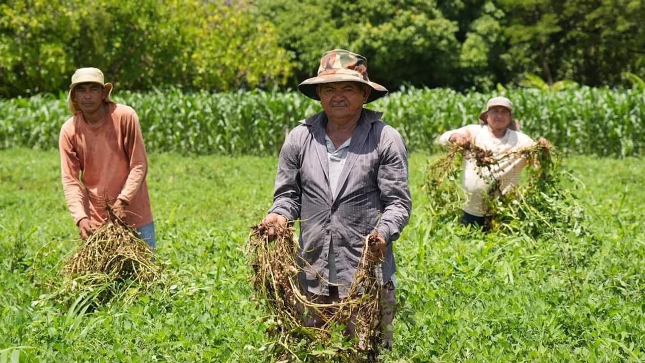 Tres agricultores con sombreros muestran plantas cosechadas de raíz en medio de un campo verde de cultivo.