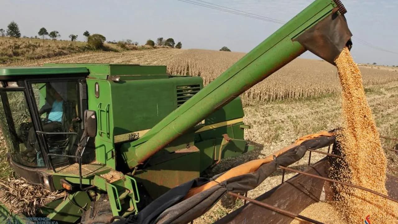 Cosechadora verde descarga granos de maíz dorado en una tolva durante la cosecha agrícola en un campo paraguayo.