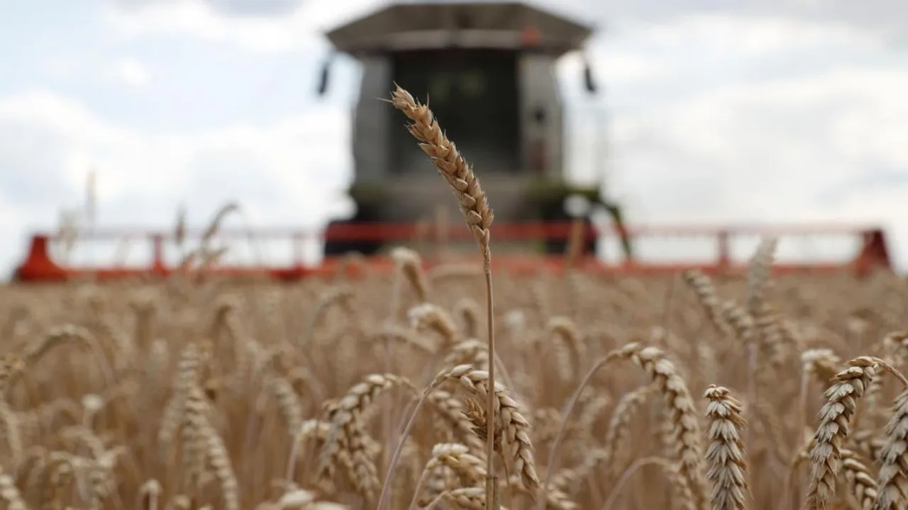 Espigas doradas de cereal en primer plano con una cosechadora agrícola desenfocada al fondo en el campo.