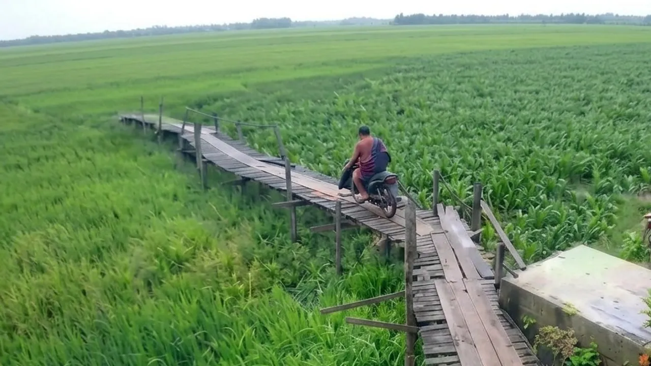 Persona a bordo de una motocicleta cruza un precario puente de madera rodeado de abundante vegetación acuática.